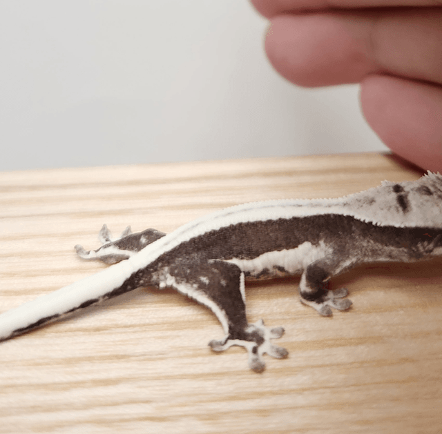 릴잔틱 풀핀 쿼드