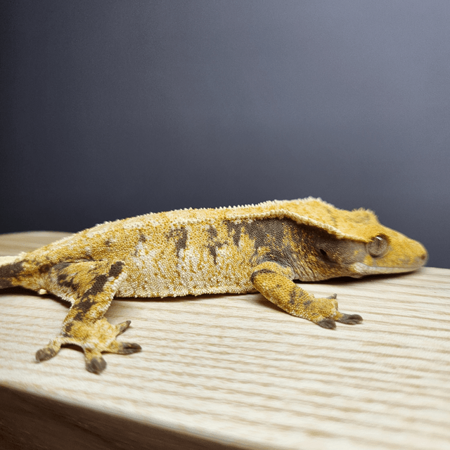 트라이 익스트림할리퀸 텐저린