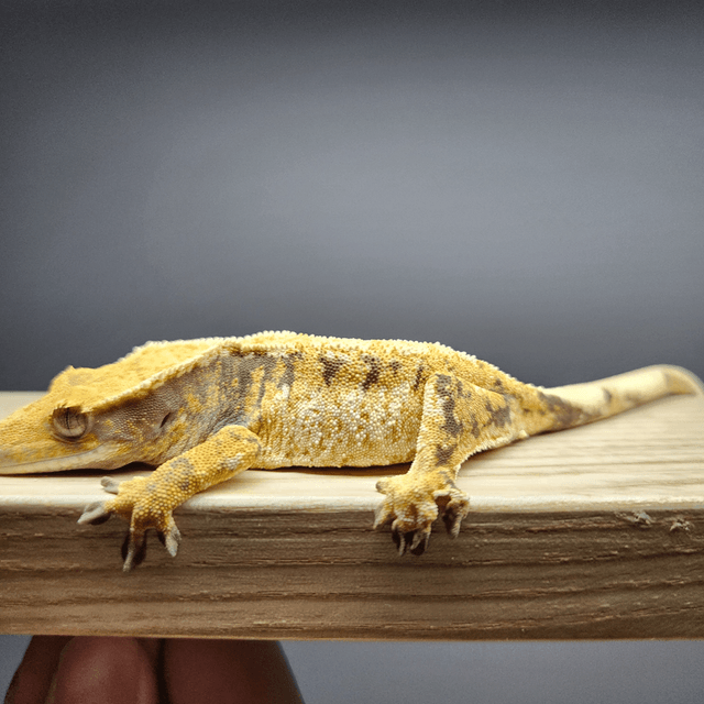 트라이 익스트림할리퀸 텐저린