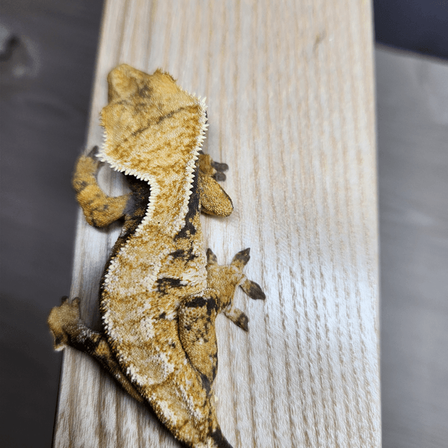 트라이 익스트림할리퀸 텐저린