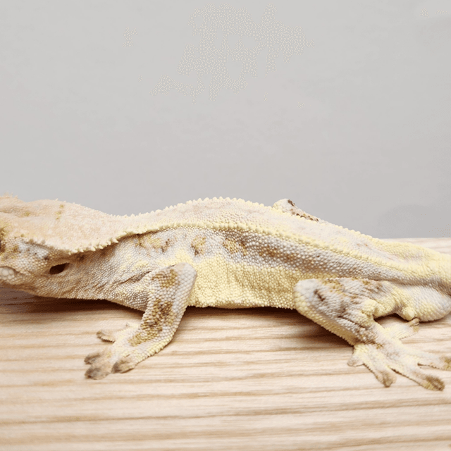 트라이 릴리화이트 풀핀