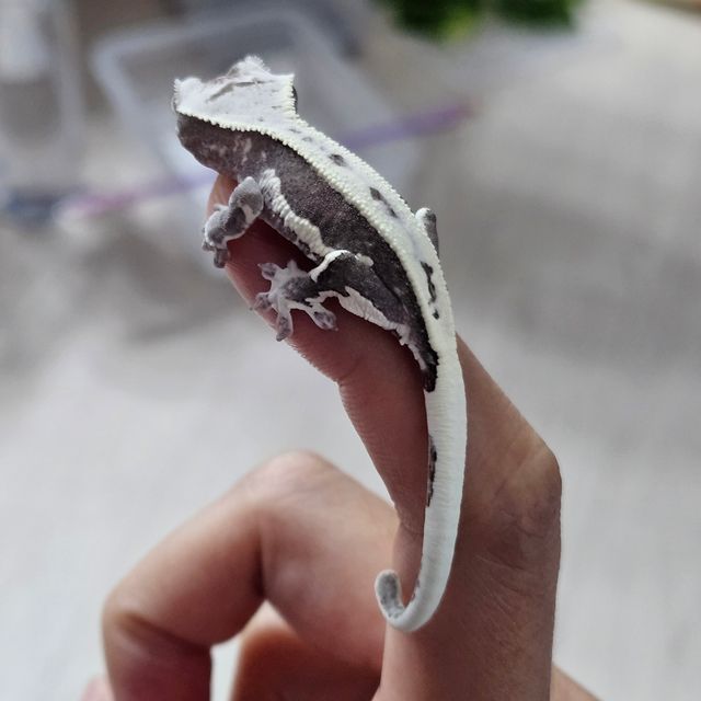 릴잔틱