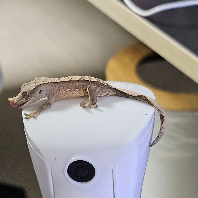 노멀 100%헷아잔틱