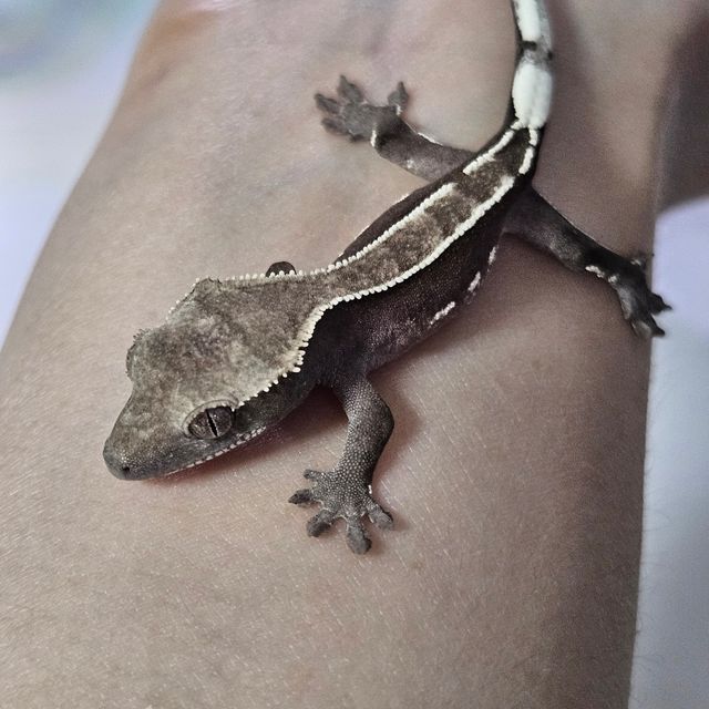 아잔틱