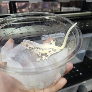 솔리드백 프라푸치노