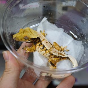 텐저린 핀스트라이프 트라이 익스트림할리퀸