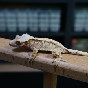 레드 드리피 화이트스팟