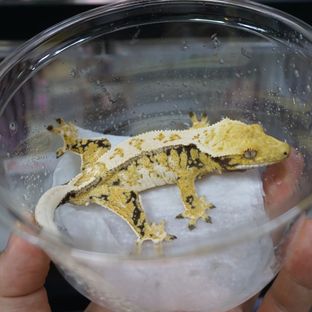 드리피 트라이 익스트림할리퀸