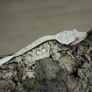 캔디