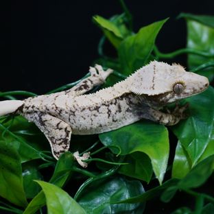 프리마라인 '플로렌스'