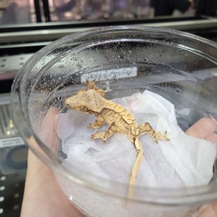 화이트스팟 드리피