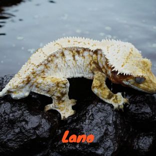 라노 모자이크 라인