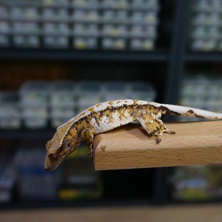 텐저린 트라이 익스트림할리퀸