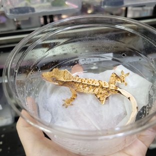 핀스트라이프 트라이 익스트림할리퀸