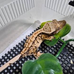 트라이 익스트림할리퀸