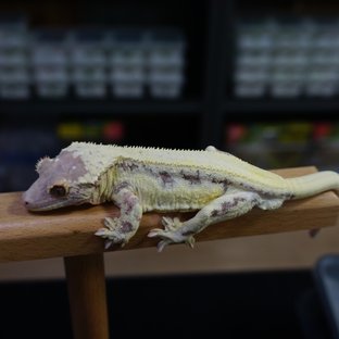 솔리드백 프라푸치노