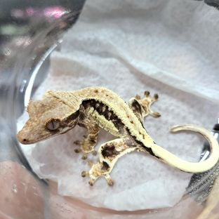 118번