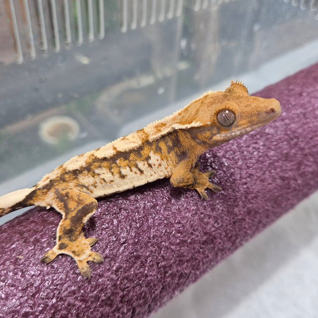 텐저린 트라이 익스트림할리퀸