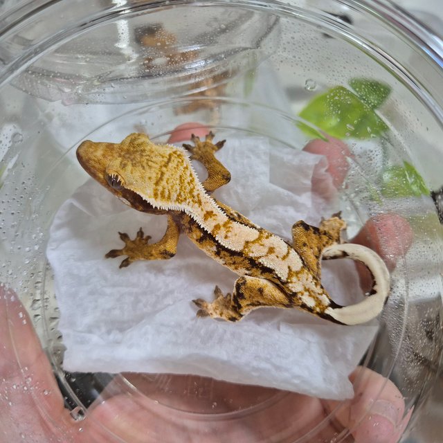 트라이 익스트림할리퀸