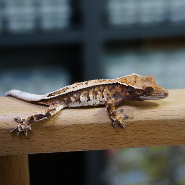 핀스트라이프 트라이 카푸치노