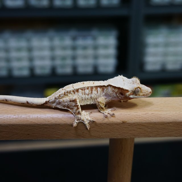 레드 드리피 화이트스팟