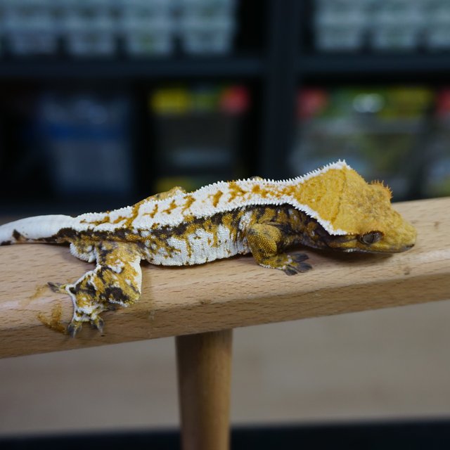 텐저린 트라이 익스트림할리퀸