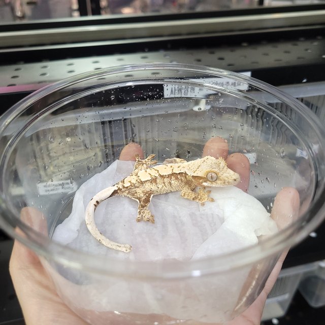 드리피 화이트스팟