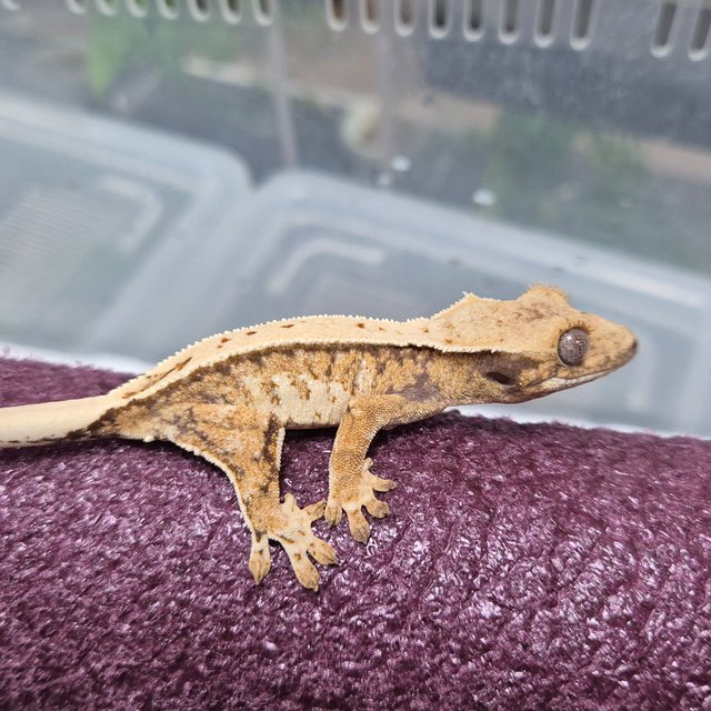 핀스트라이프 트라이 익스트림할리퀸