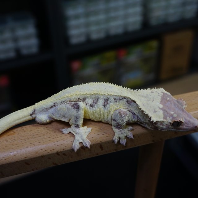 솔리드백 프라푸치노