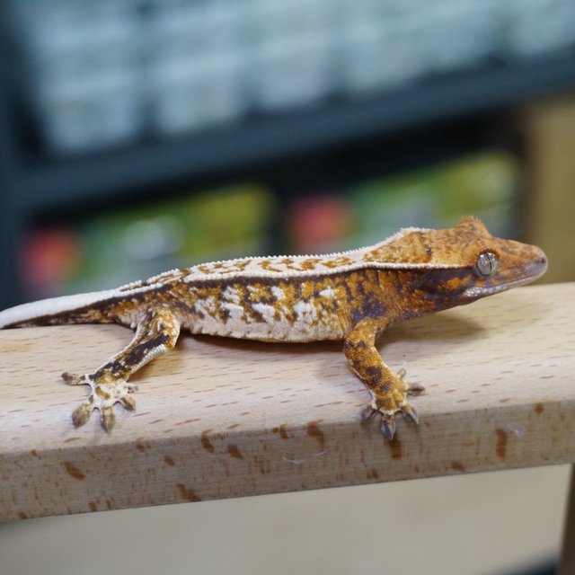 핀스트라이프 트라이 익스트림할리퀸 텐저린