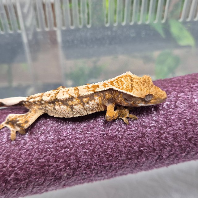 트라이 익스트림할리퀸