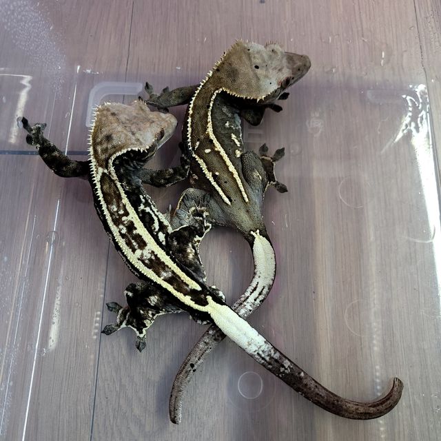 화이트핀 카푸치노