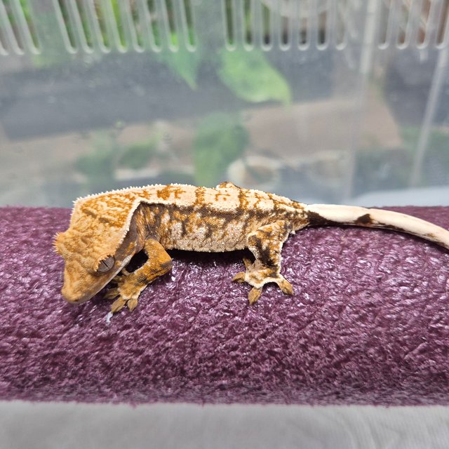 트라이 익스트림할리퀸