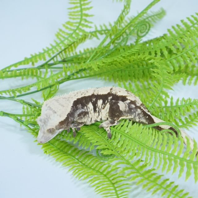 블랙 화이트
