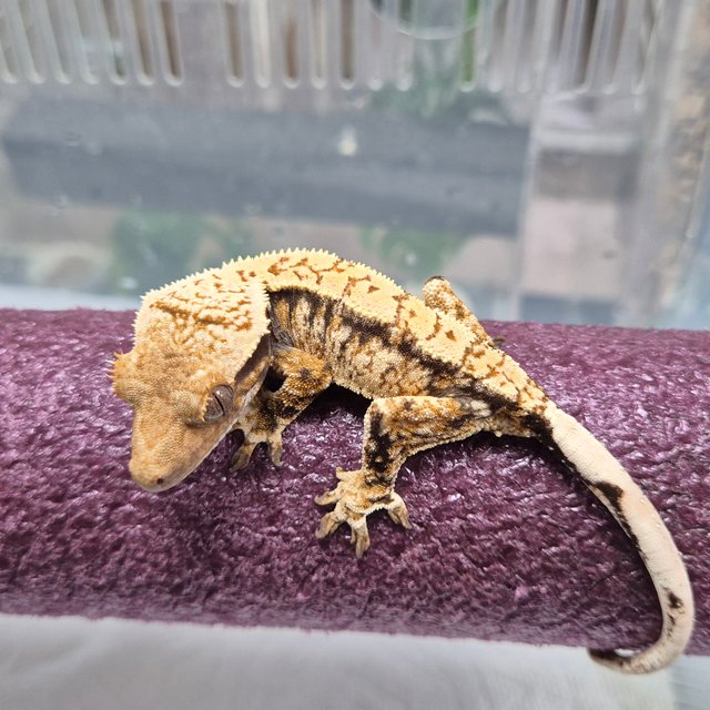 트라이 익스트림할리퀸