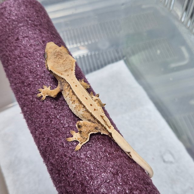 핀스트라이프 트라이 익스트림할리퀸