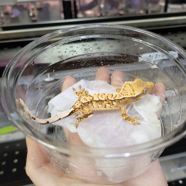 핀스트라이프 트라이 익스트림할리퀸