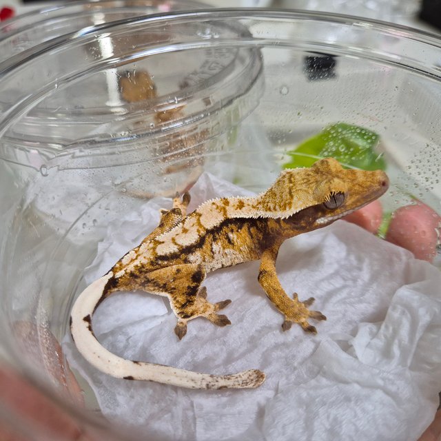 트라이 익스트림할리퀸