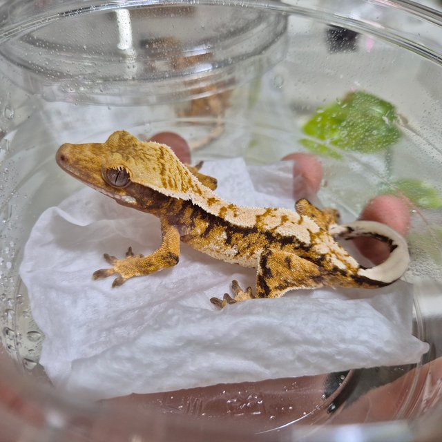 트라이 익스트림할리퀸