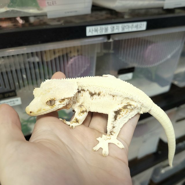 솔리드백 릴리화이트