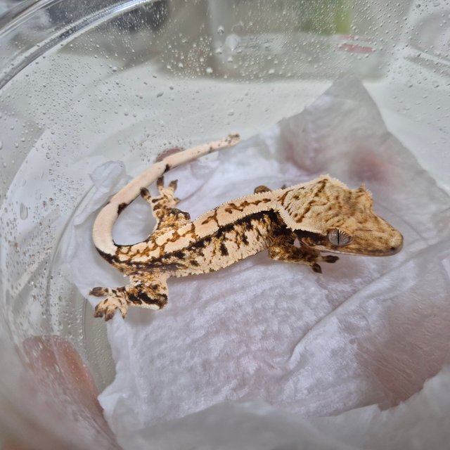 트라이 익스트림할리퀸