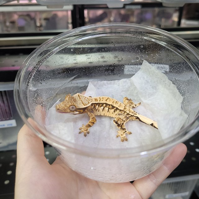 핀스트라이프 트라이 익스트림할리퀸