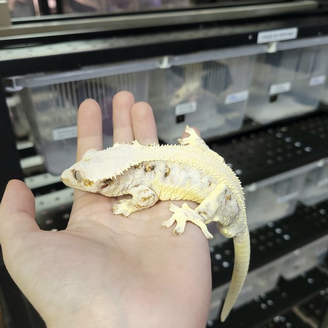 솔리드백 릴리화이트