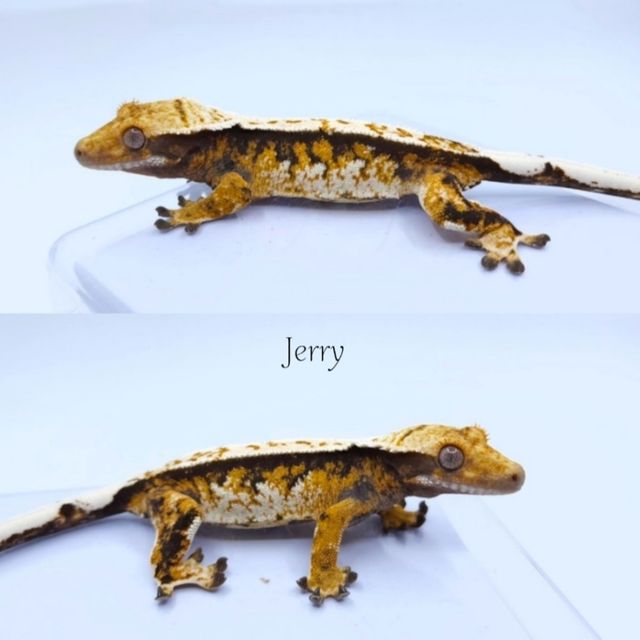 핀스트라이프 트라이 익스트림할리퀸
