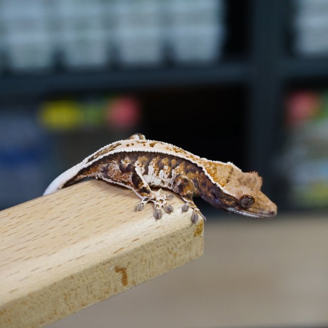 핀스트라이프 트라이 카푸치노