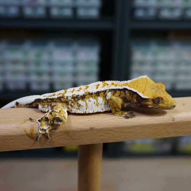 텐저린 트라이 익스트림할리퀸