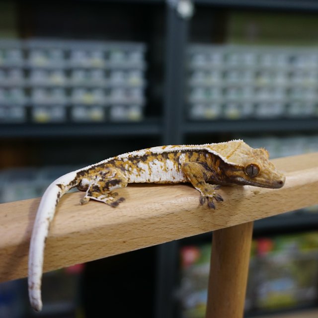 텐저린 트라이 익스트림할리퀸