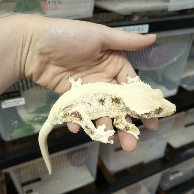 솔리드백 릴리화이트