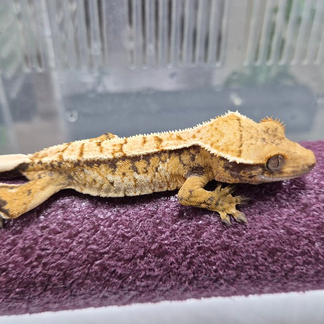 트라이 익스트림할리퀸