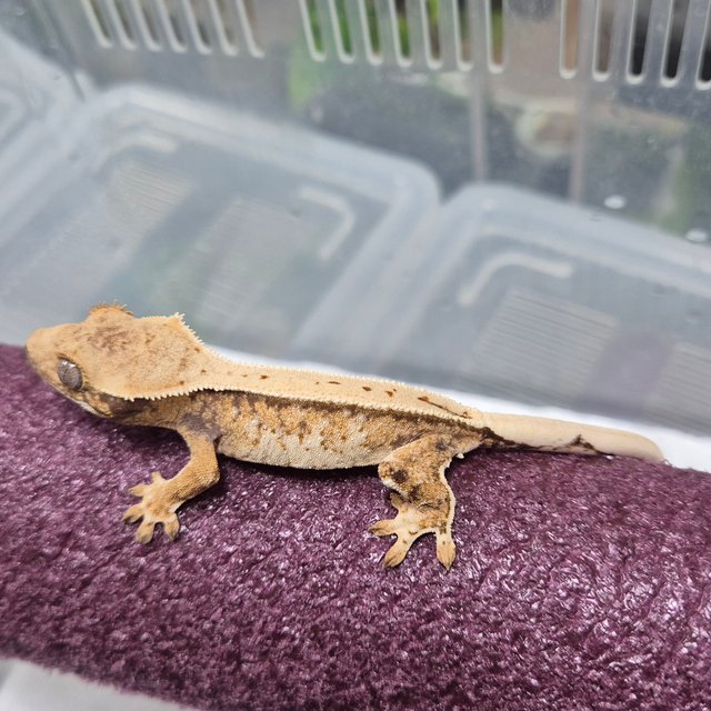 핀스트라이프 트라이 익스트림할리퀸